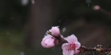 Pfirsich-Blüte während Schneeregen