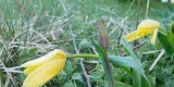 Tulpe während Frost