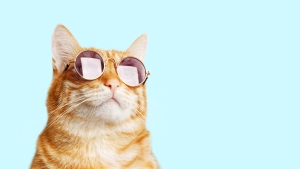Katze mit Sonnenbrille