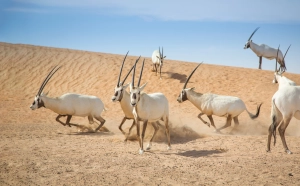 Gruppe von Oryxantilopen