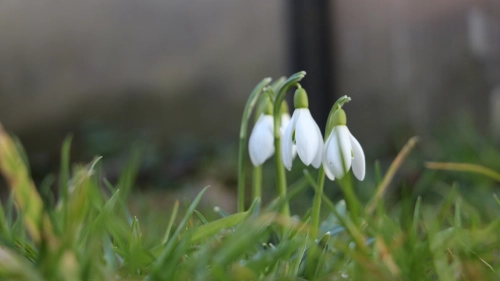 Bild der Tages - Schneeglöckchen im Frühling