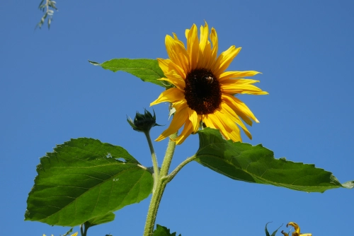 Bild der Tages - Sonnenblume hinter strahlend blauem Himmel